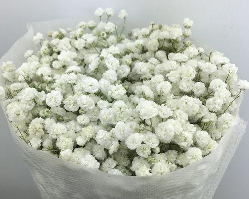 满天星花（寓意深远的满天星花及其象征意义）