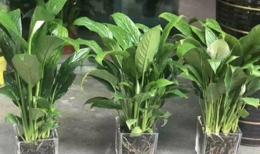 白掌根系发达吗？适合什么花盆种植？