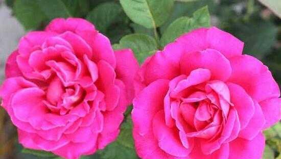 月季花的寓意与意义（以月季花为主题的文章）