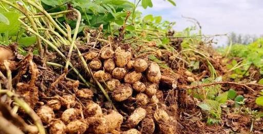 如何判断花生是否熟透？熟花生的特征是什么？