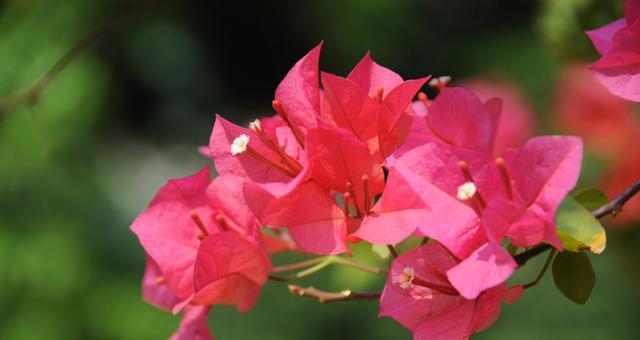 三角梅的花语与寓意（绽放的美丽）