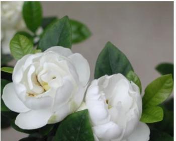 栀子花的寓意与象征意义（探寻栀子花的美丽与深邃）