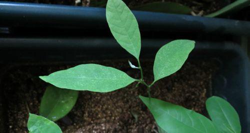 释迦果籽可以种吗？种植释迦果籽的正确方法是什么？