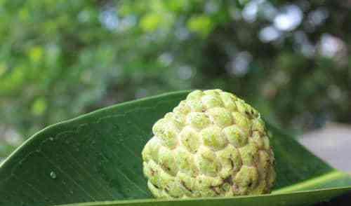 释迦果籽可以种吗？种植释迦果籽的正确方法是什么？