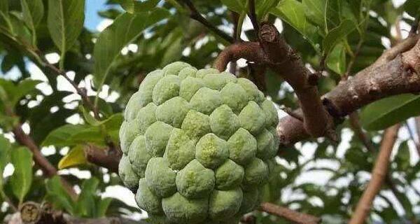 释迦果籽可以种吗？种植释迦果籽的正确方法是什么？