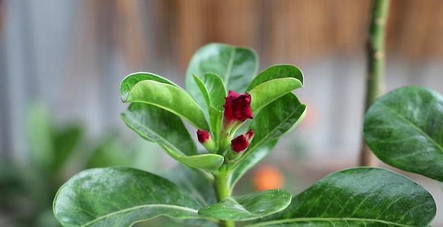 玫瑰花黄叶病是什么原因造成的？如何有效治疗处理？