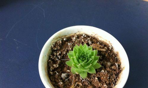 沙土种花可行吗？如何正确使用沙土种植花卉？