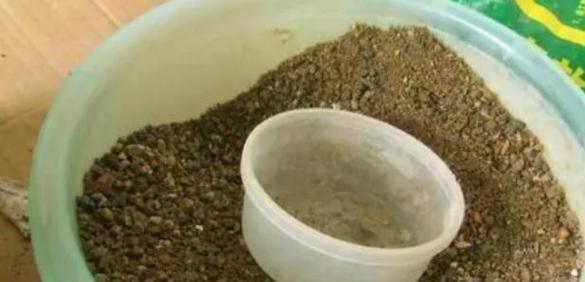 沙土种花可行吗？如何正确使用沙土种植花卉？