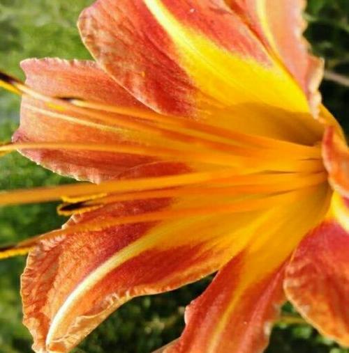 《重生之花开新章》（用菊花之语）