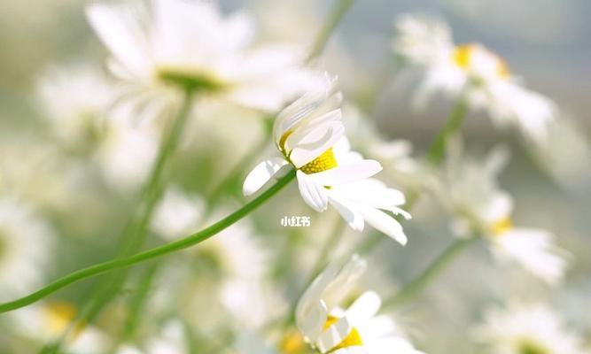 白色雏菊的花语（品味花海中的美丽时刻）