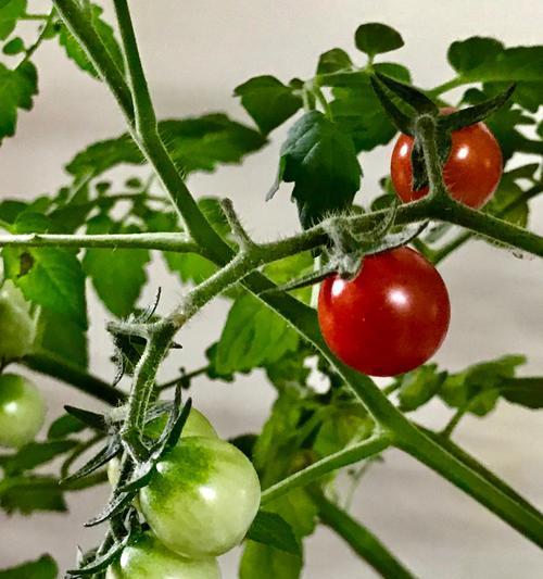 番茄的外观特征是什么？如何描述番茄的独特属性？