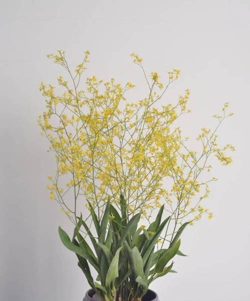 跳舞兰花的花语和寓意（探索跳舞兰花的隐含意义）