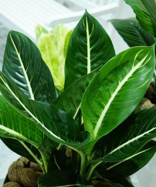 万年青的象征意义及文化传承（草木之中的生命力与坚韧精神）