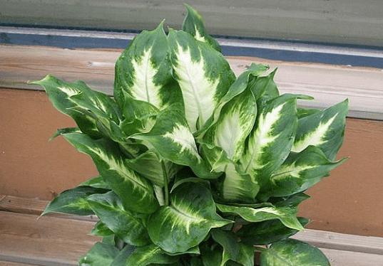 万年青的象征意义及文化传承（草木之中的生命力与坚韧精神）