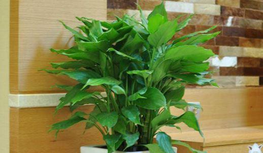 万年青的象征意义及文化传承（草木之中的生命力与坚韧精神）