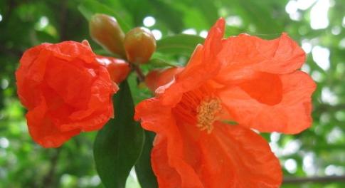 石榴花语与寓意（探寻石榴花的象征意义）