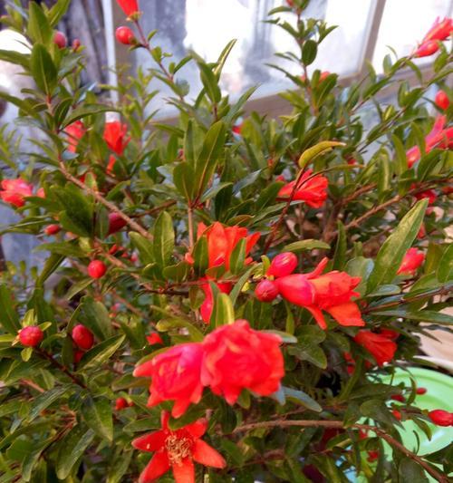 石榴花语与寓意（探寻石榴花的象征意义）