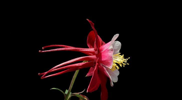 黑色玫瑰的花语及其深刻意义（黑色玫瑰）