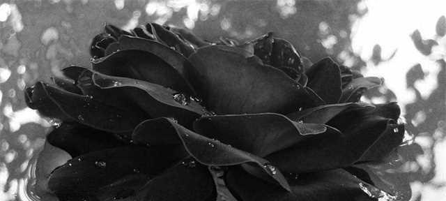 黑色玫瑰的花语及其深刻意义（黑色玫瑰）