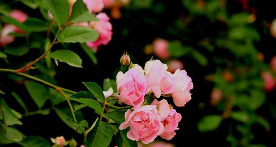 扫帚梅花语（揭示扫帚梅花的传奇）