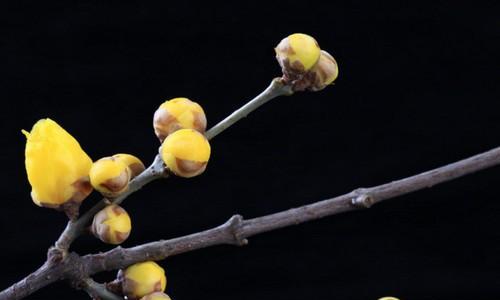 腊梅花语的美丽寓意（探索腊梅的花语之美）