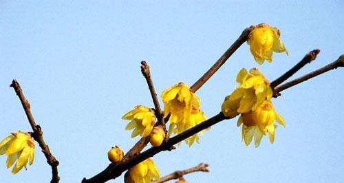 腊梅花语的美丽寓意（探索腊梅的花语之美）