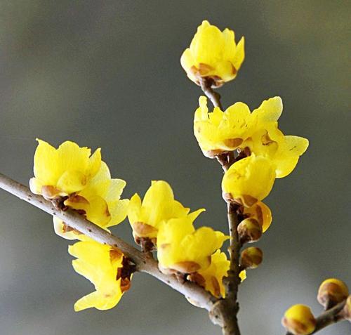 腊梅花语的美丽寓意（探索腊梅的花语之美）