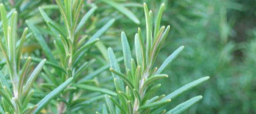 迷迭香花语（透过花语揭示迷迭香的魅力）