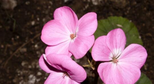 樱花草的花语（美丽的樱花草）