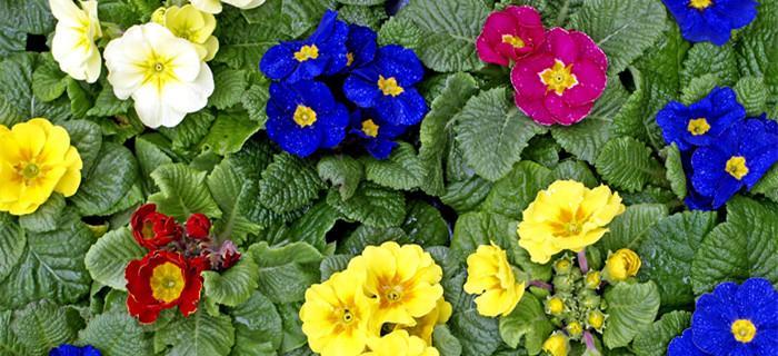 樱花草的花语（美丽的樱花草）