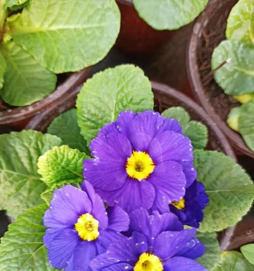 樱花草的花语（美丽的樱花草）