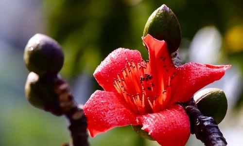 木棉花花期持续多久？如何延长观赏期？