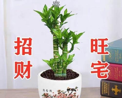 开运竹水培与土培哪种更利于生长？