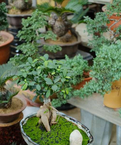 地瓜榕掉叶子怎么办？如何有效预防和处理？