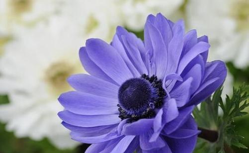 告别之花-百合花（花语告别）