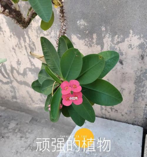 铁海棠的象征意义和传承之美（铁海棠）