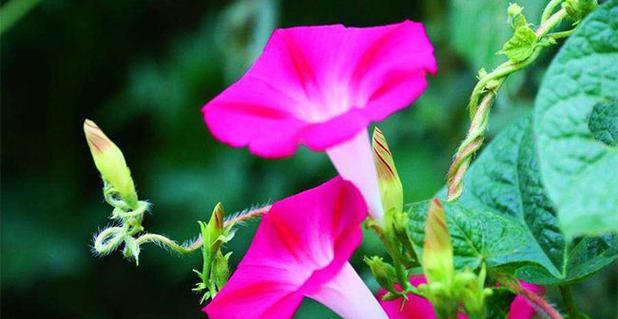 牵牛花的花语与寓意（牵牛花）