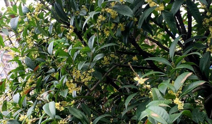 桂花树春天会开花吗？如何确保其正常开花？