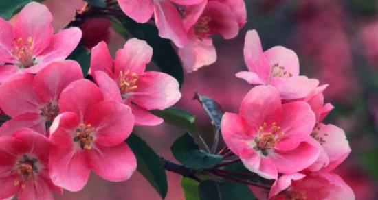 以牡丹花的花语为主题写的《请爱我吧》（探寻牡丹花的花语）