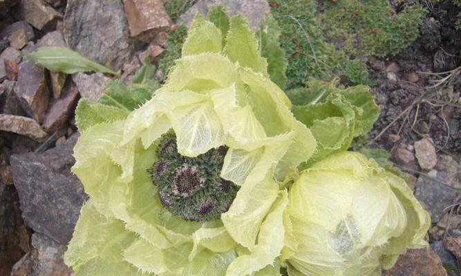 天山雪莲属于国家保护植物吗？保护级别是什么？