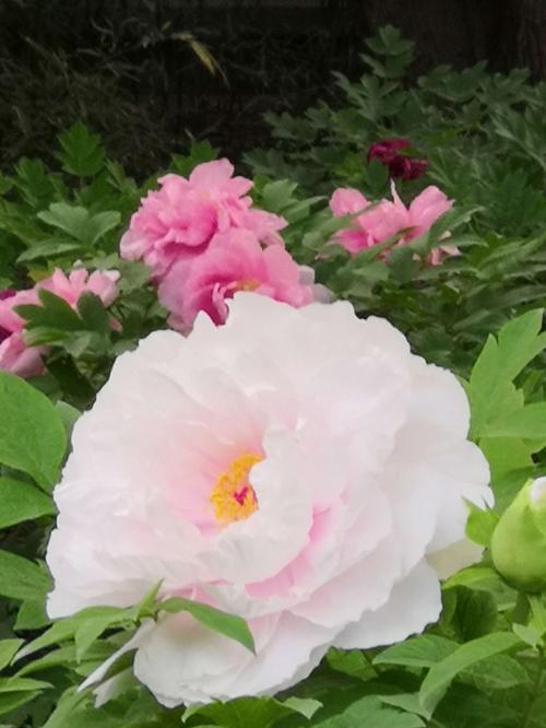 白牡丹的寓意与象征（白牡丹的美丽与纯洁）