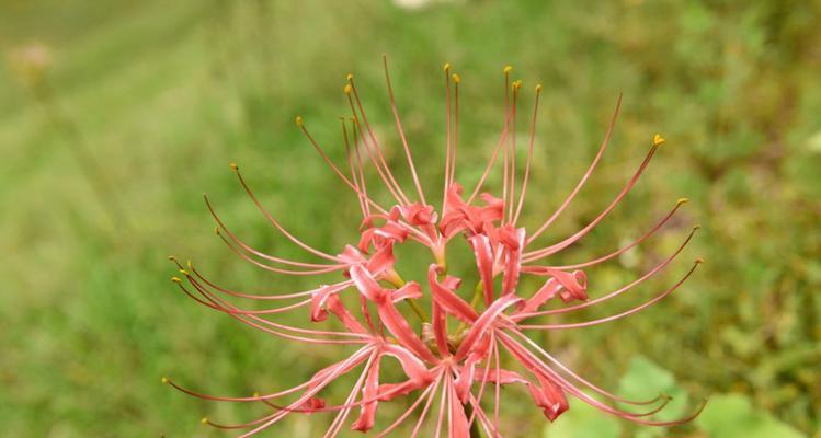 曼珠沙华花（曼珠沙华花语的深刻寓意及其美丽的传说）