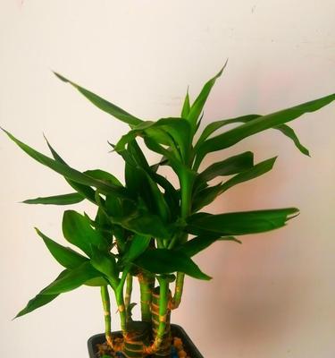 观音竹种植在土里可行吗？有哪些注意事项？