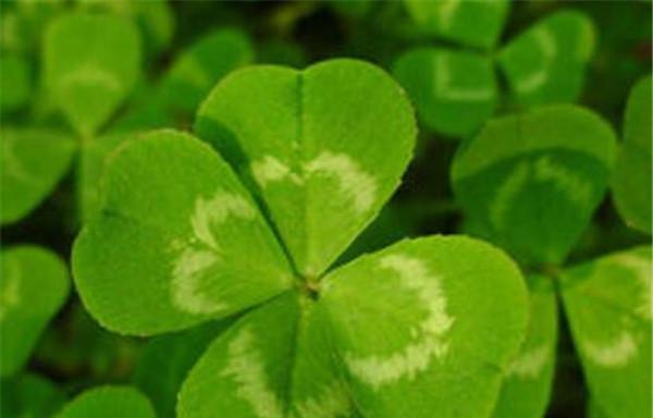 四叶草的花语——幸运与希望（解读四叶草的花语和象征意义）