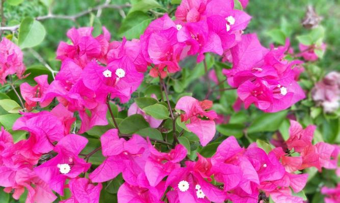 三角梅（探寻三角梅背后的意义）