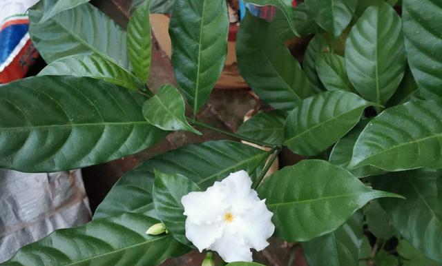 表示自负自恋的花是什么花？花语中有哪些自恋的象征？