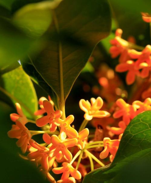 丹桂花语——传递美好的祝福（丹桂花的花语及象征意义）