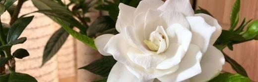 栀子花的花语与魅力（探索栀子花的花语之美）