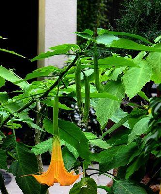 曼陀罗花的寓意与象征（解读曼陀罗花的美丽与奥秘）