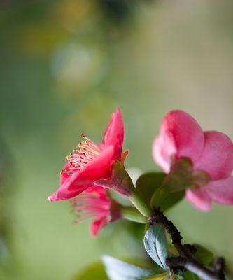《海棠花的爱情寓意》（揭秘海棠花背后的爱情传说）